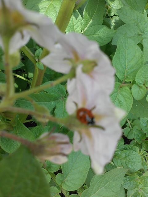 7949_ladybug_on_potato_plants.jpg