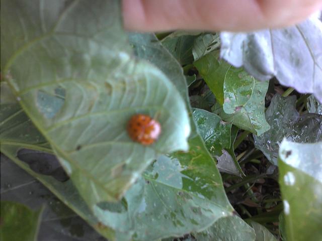 7949_sweet_potato_bug_2.jpg