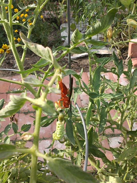 7949_wasp_and_hornworm.jpg