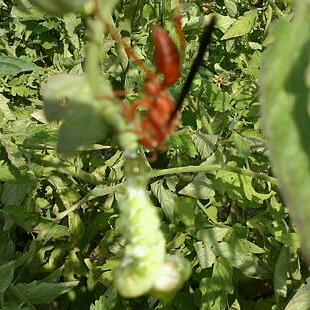 7949_wasp_eating_hornworm.jpg