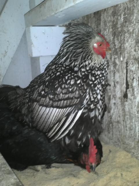 7949_wyandotte_on_black_hen.jpg