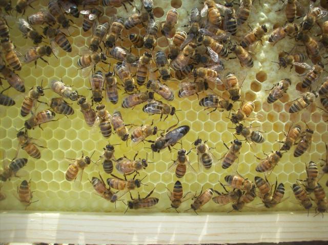 8098_bees2.jpg