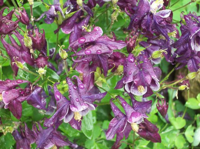 8098_columbine_1.jpg