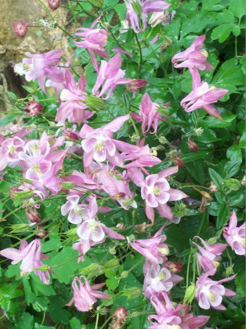 8098_columbine_2.jpg