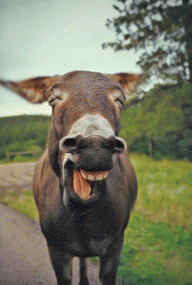 8098_donkey_smiles.png