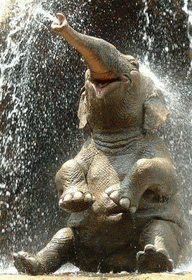 8098_elephant_smiles.png