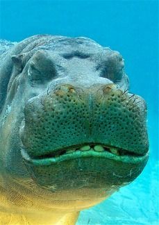 8098_hippo_smiles.jpg