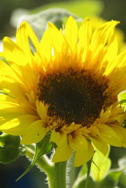 8098_jenis_sunflower.jpg