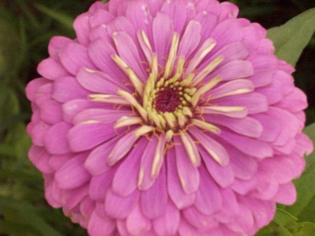 8098_zinnia.jpg