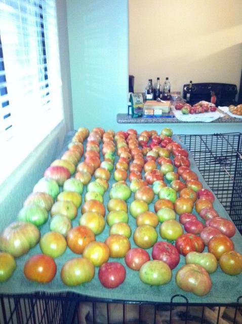 8170_tomatoes_1.jpg