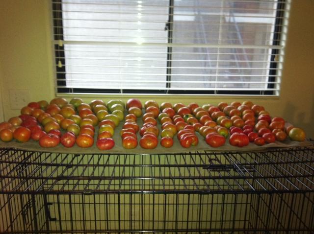 8170_tomatoes_2.jpg