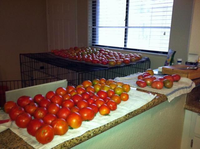 8170_tomatoes_3.jpg