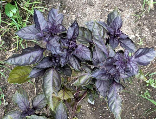 8193_redrubinbasil2.jpg