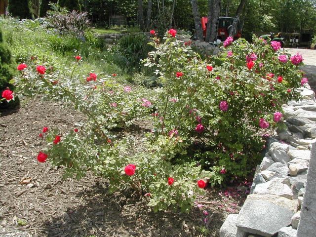 8199_3_rose_bushes.jpg