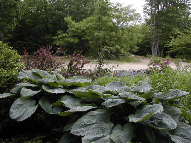 8199_big_hostas.jpg