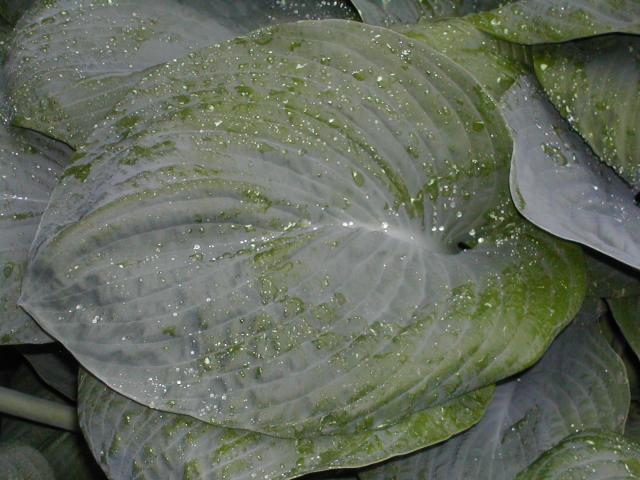 8199_hosta_leaf_with_wather.jpg