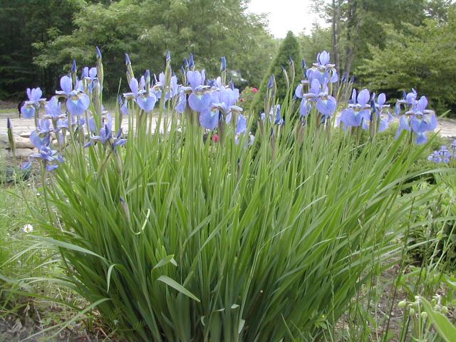 8199_irises.jpg