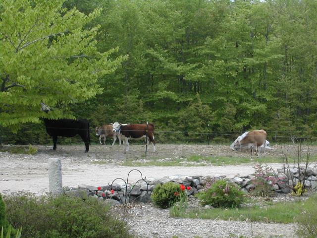 8199_may_2012_kids_grazing_2.jpg