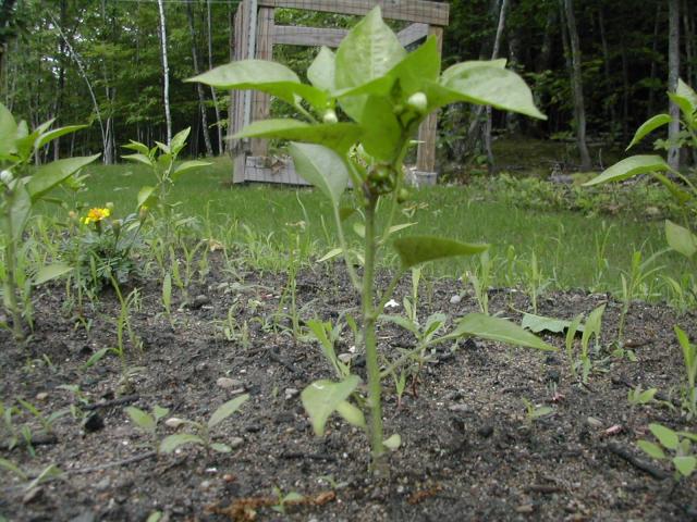 8199_pepper_plants_and_weeds.jpg