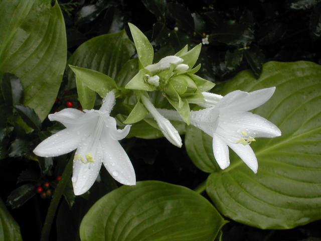 8199_white_hosta_close_up.jpg