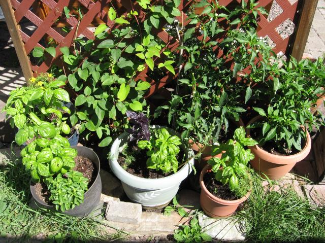 8229_basil_pots.jpg