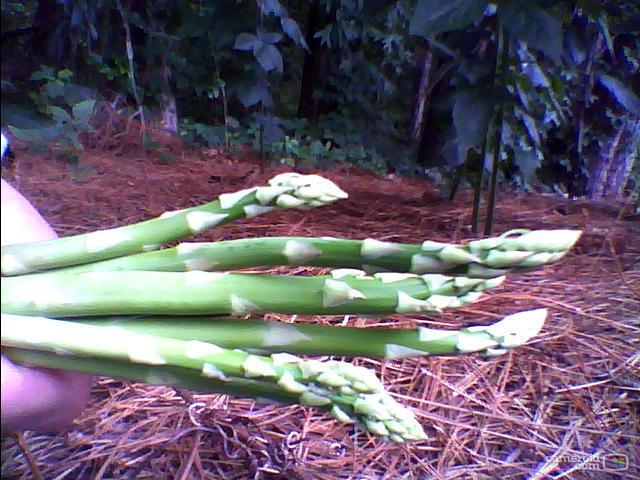 8419_asparagus2.jpg