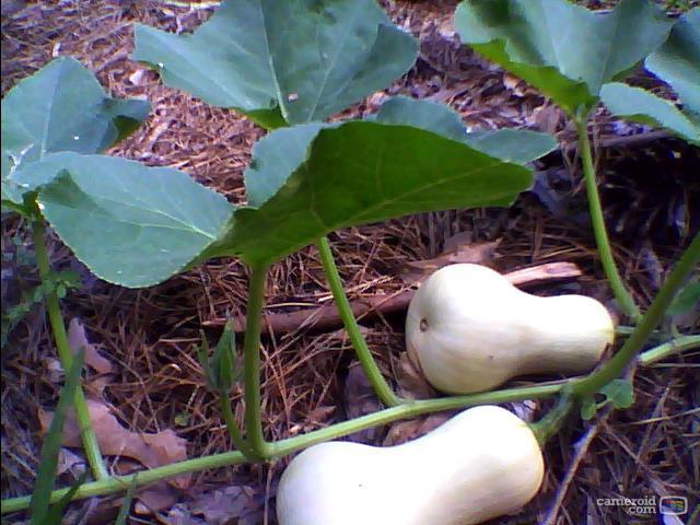 8419_butternut.jpg