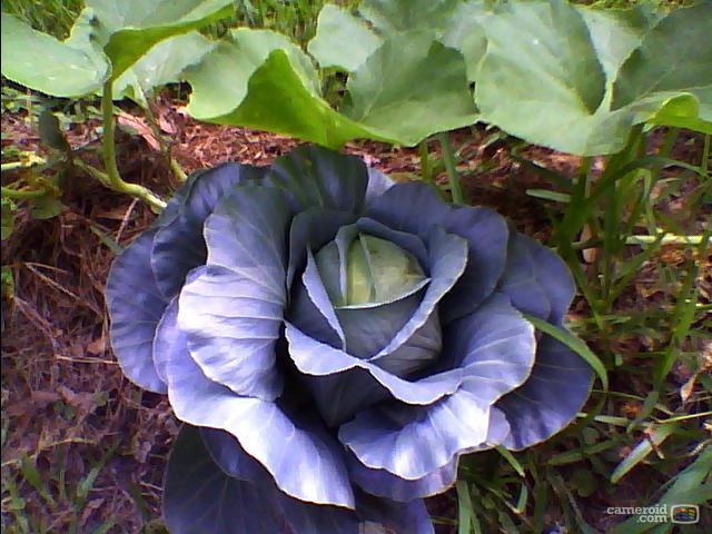 8419_cabbage.jpg