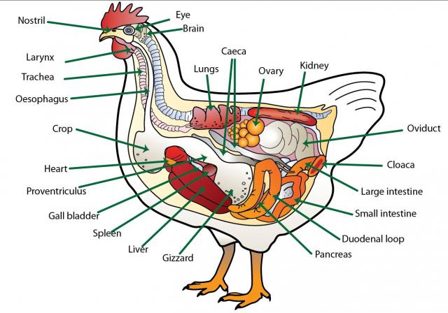 8721_anatomy-of-the-chicken-with-text.jpg