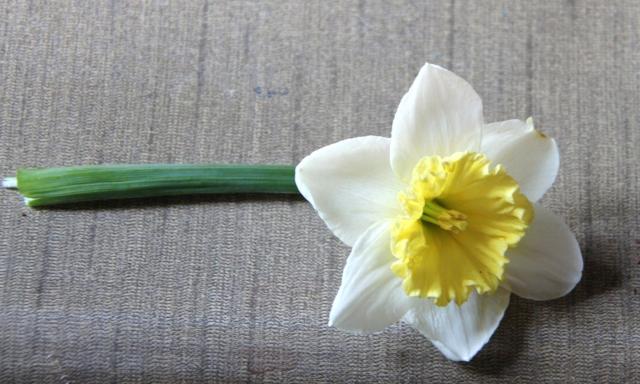 8835_daffodil.jpg