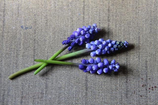 8835_grape_hyacinth.jpg