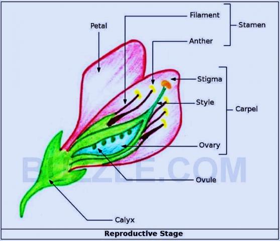 9018_beanfloweranatomyc.jpg