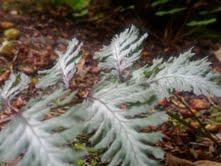 9200_grey_fern.jpg