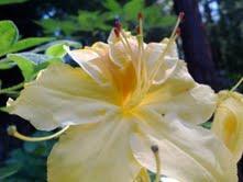 9200_yellow_flower.jpg