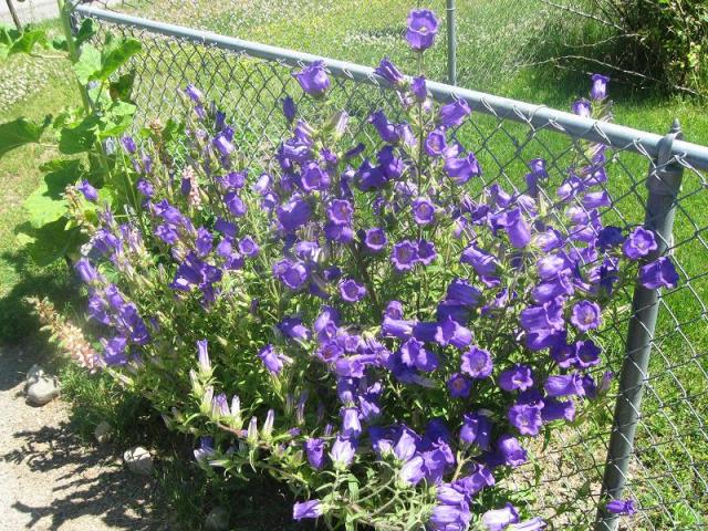 9494_flowers_by_driveway_again.jpg