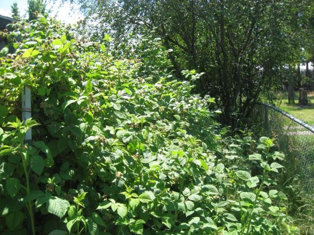 9494_raspberries_in_june.jpg