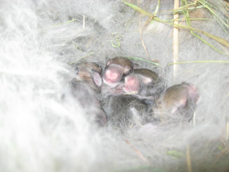 9494_sept_20_baby_rabbits.jpg