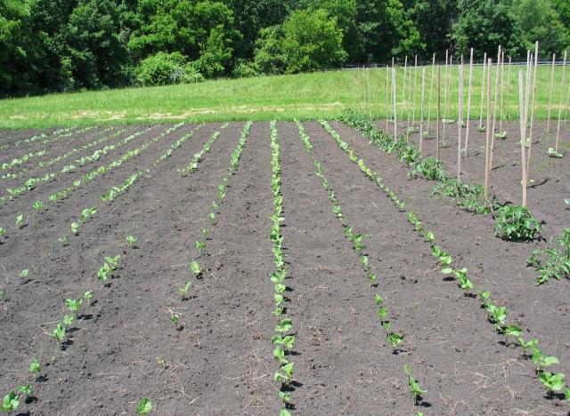 9596_122_-_bush_beans_in_the_big_garden.jpg