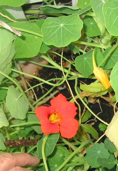 1 8 2014 First Nasturtium 002 email.JPG