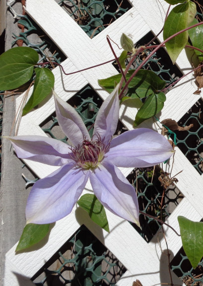 12 26 2014 Clematis email.JPG