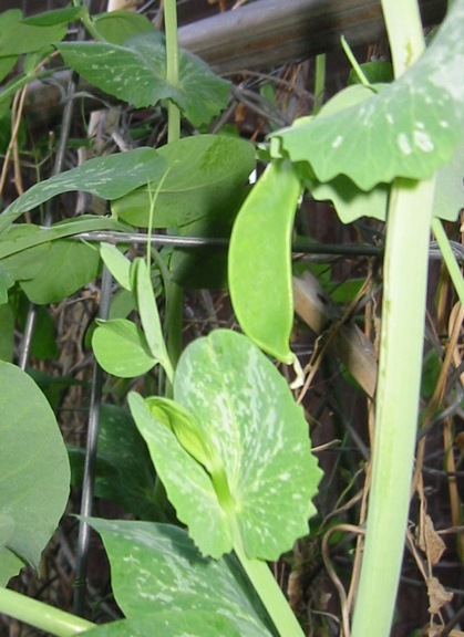 12 29 2013 1st Snow Pea.email.JPG