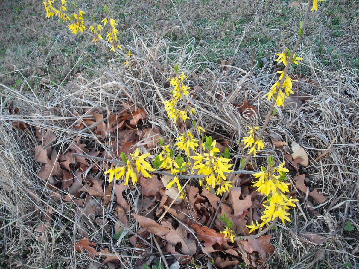 Rooting Forsythia Cuttings Theeasygarden Easy Fun Fulfilling Gardening