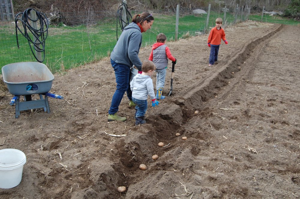 2015 potato planting.jpg