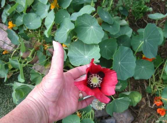 3 1 2014  poppy 001 email.JPG