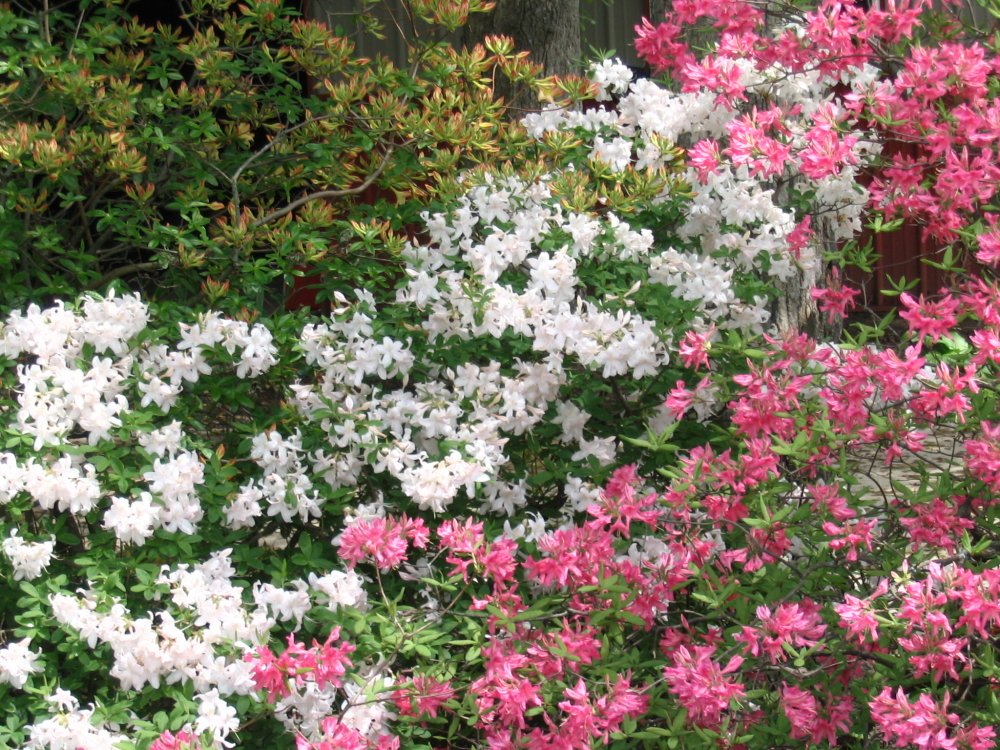 3 RHODIES 07-2.JPG