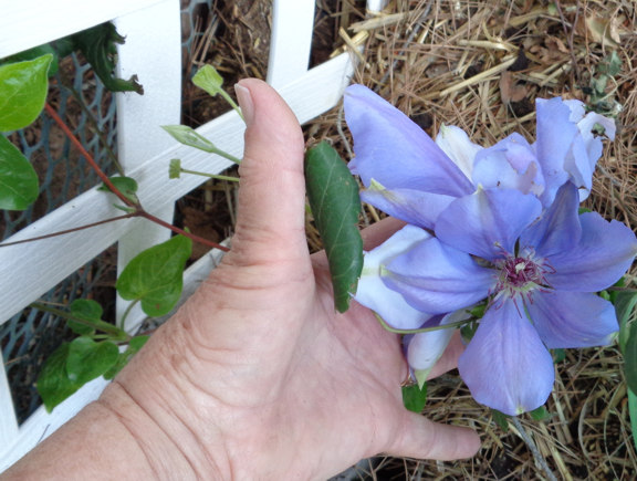 4 9 2015 Clematis Flower email.JPG