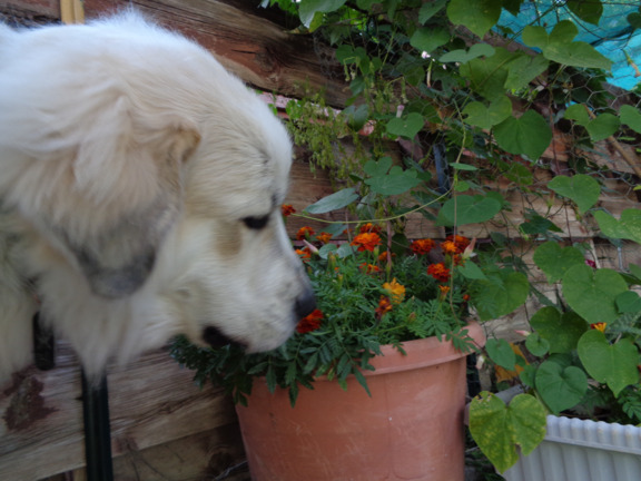 5 24 15 Smelling Marigolds 01 email.jpg