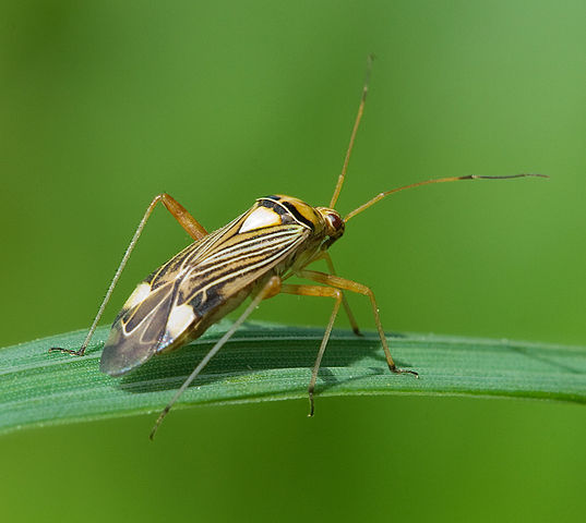 537px-Eichen-Schmuckwanze_Rhabdomiris_striatellus_2.jpg