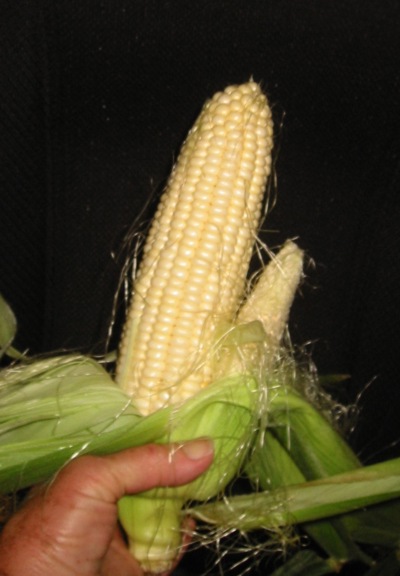 6 12 2014 Weird Corn email.JPG