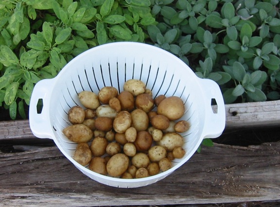 6 22 2014 Potato Harvest email.jpg